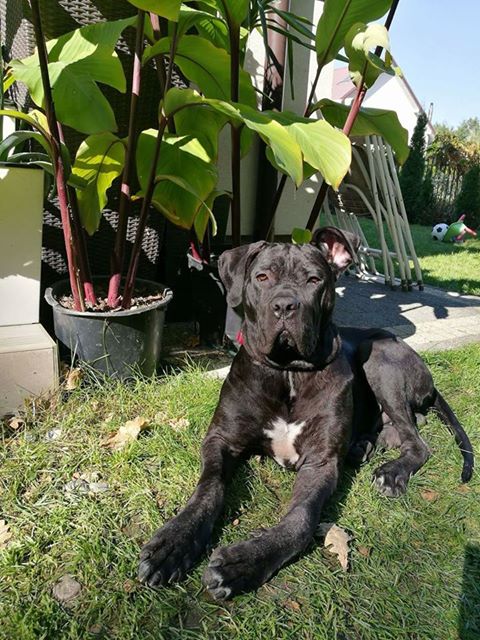 Maximus wpadł życzyć Wam słonecznego tygodnia Kochani! Łapcie każdy promyczek